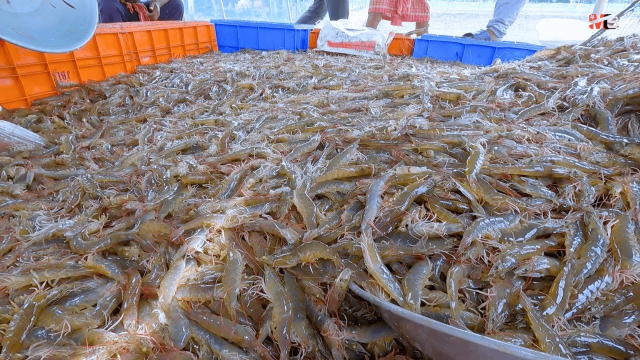 UDANG ENAK!! PENGHASIL UDAN TERBESAR DI DUNIA