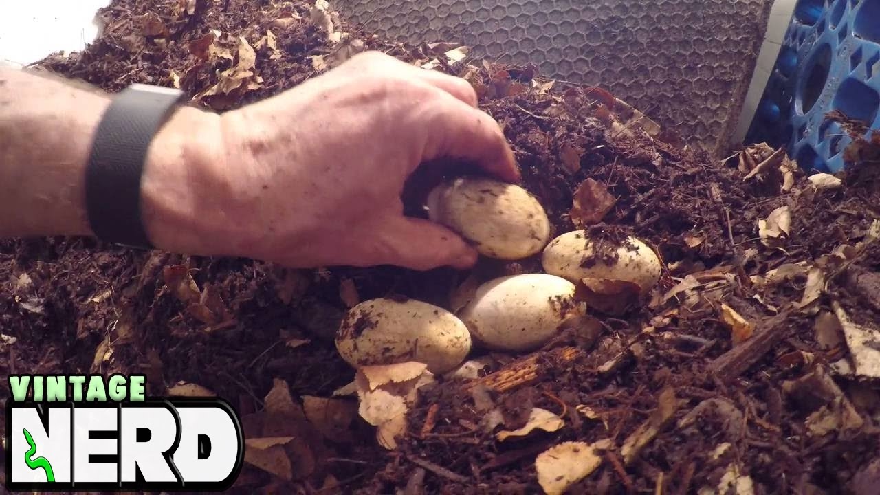vlogs in spanish Vicki our Malaysian Water Monitor Laying1:21:16