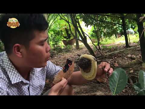 Video Cách hốt ong ruồi đơn giản không bị ong chích - youtube