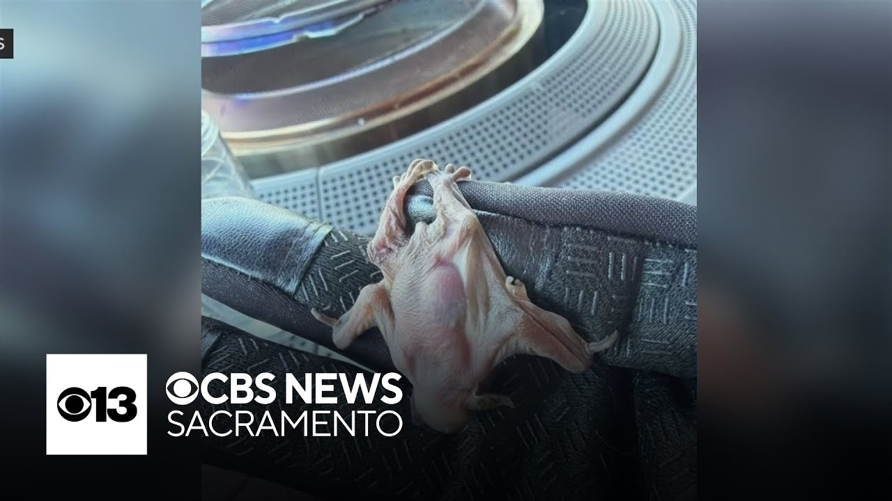 San Joaquin County sees rise in rabid bats