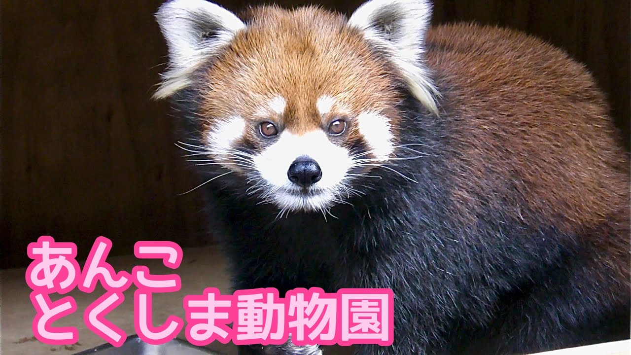 赤リンゴポシェットを下げたレッサーパンダさん 飼育員さんの腰の入れ物にリンゴが入っている事を知っている