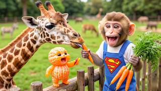 Monyet Mono Imut Bersenang-Senang di Kebun Binatang Bersama Bayi Jeruk dan Mendapat Hadiah Istimewa