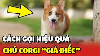 Cách gọi chú chó "GIẢ ĐIẾC" SIÊU ĐỘC ĐÁO và HIỆU QUẢ từ cô chủ 😂 | Yêu Lu