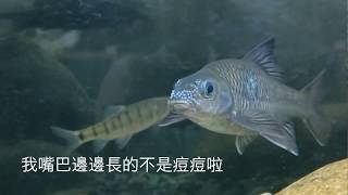 【蝶鯉共舞特展123識】追星① 台灣石(魚賓)長痘痘？！ 