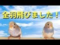 全羽飛べるようになりました！【セキセイインコ】【#16】
