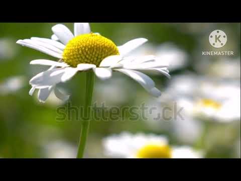وثائقي زهرة الأقحوان البري
