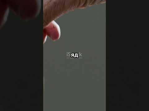 Аконит — убийца в обличии цветка!