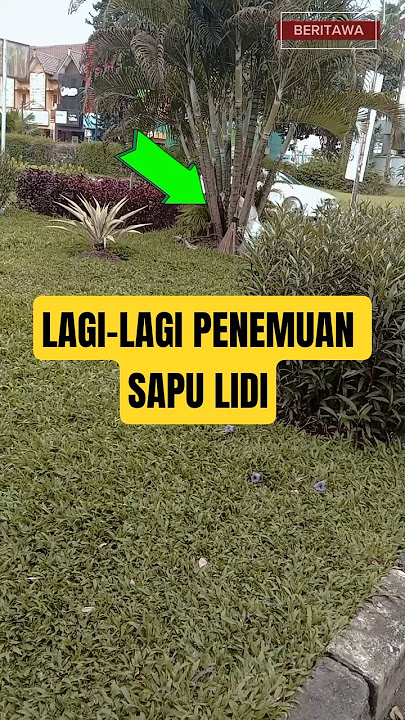 Geger‼️Dan terjadi lagi penemuan sapu lidi di bawah pohon #shortvideo