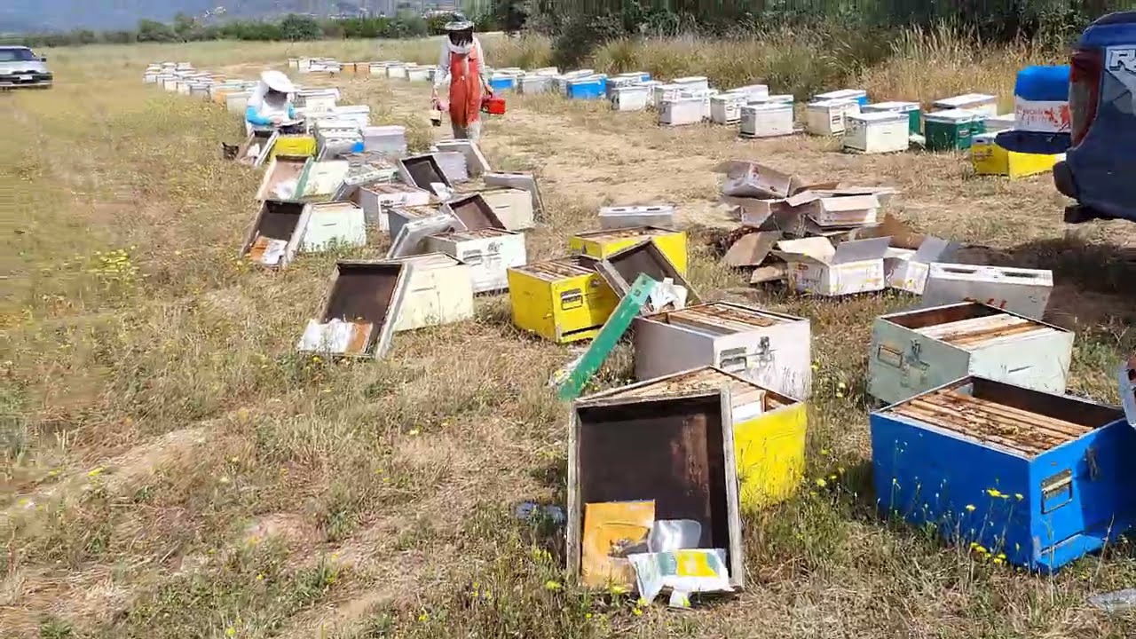 100% Επιτυχία στις παραφυάδες. Μάιος 2021