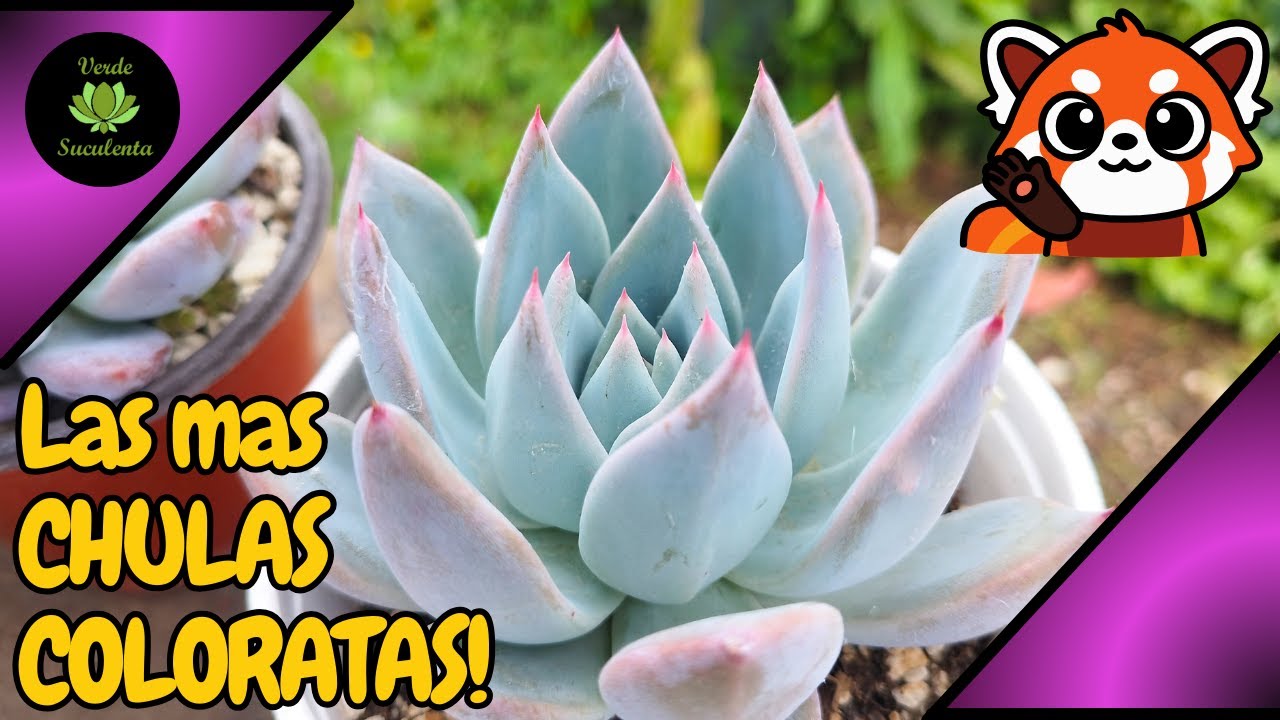 Ahora veremos HIBRIDOS de COLORATAS, formas hermosas y diferentes cuidados. ❤️🌱🌺