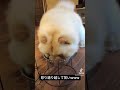 水を飲むのがド下手なチャウチャウ