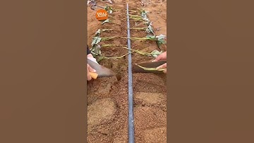 Planting Sweet Potatoes This WayFor High Yield On The Farm #short#satisfying#noalfarmer