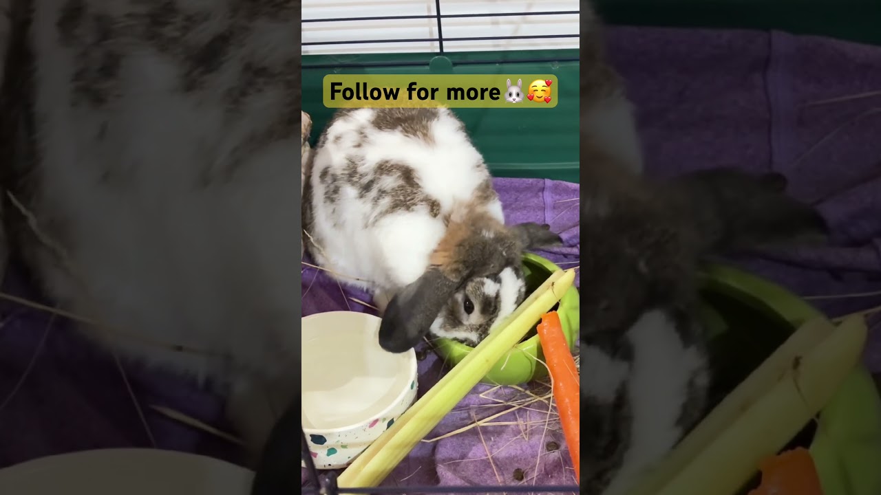 Hop, snack, repeat 🥕💛 