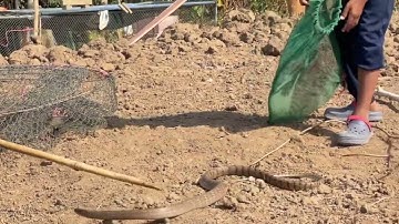 Brave man catch big snake by hand