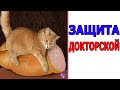 ЗАЩИТА ДОКТОРСКОЙ! ЛУЧШИЕ МЕМЫ ИНТЕРНЕТА!