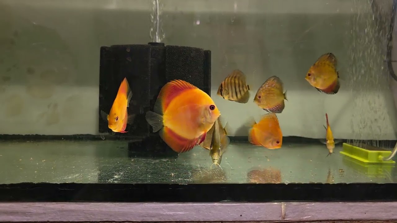 Paletki w akwarium,  prawie dwa tygodnie aklimatyzacji! Jest przełom !