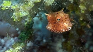Mucky Secrets  Part 12  Boxfishes, Puffers & Porcupinefishes  Lembeh Strait