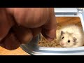 【ロングヘアーハムスター】この子のおうちを用意します♪