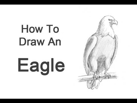 How to Draw a Bald Eagle - YouTube
