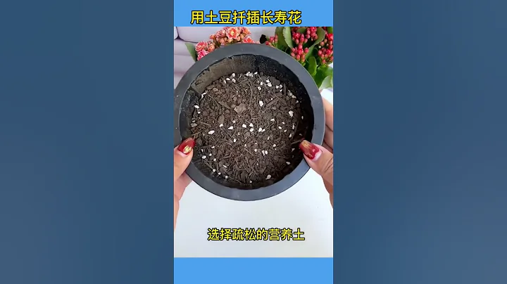 養花小知識，用土豆扦插長壽花，很簡單 #flowers #flowerpainting #flowermaking #家庭菜園 #養花種菜 #flower #藝術 #養花小知識 - 天天要聞