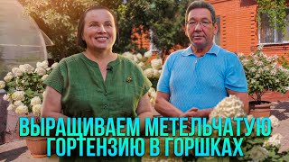 Выращиваем метельчатую гортензию в горшках