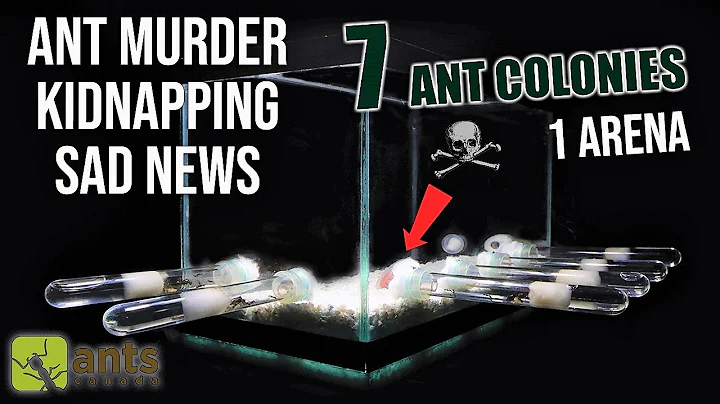 7 ANT COLONIES in 1 ARENA (Part 2) - ANT MURDER, KIDNAPPING, & SAD NEWS