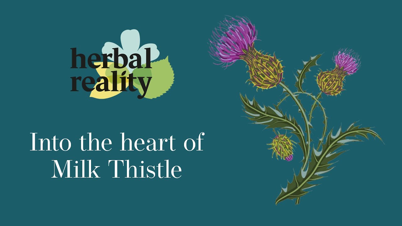 glutathione with milk thistle benefits Organic Milk Thistle Seed Powder Natural Antioxidant Silybum Marianum