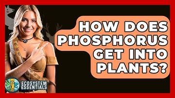 How Does Phosphorus Get Into Plants? - Ecosystem Essentials