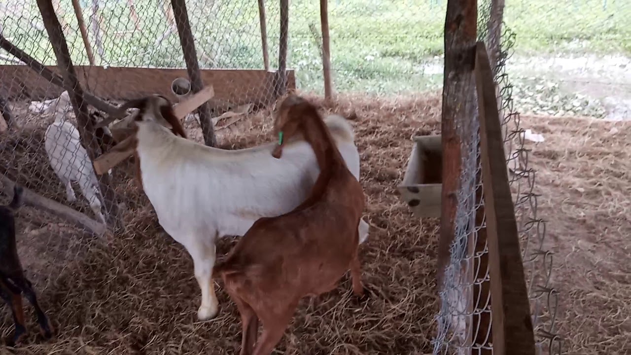 Henry's Farm LTD(1) YouTube