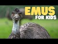 Emu Facts and Characteristics