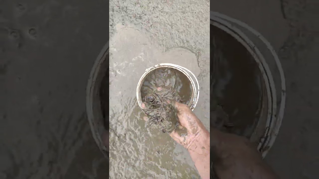 cara cepat gali cacing hitungan detik