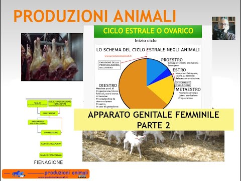Video: Sovraproduzione Di Estrogeni Nei Cani Dog