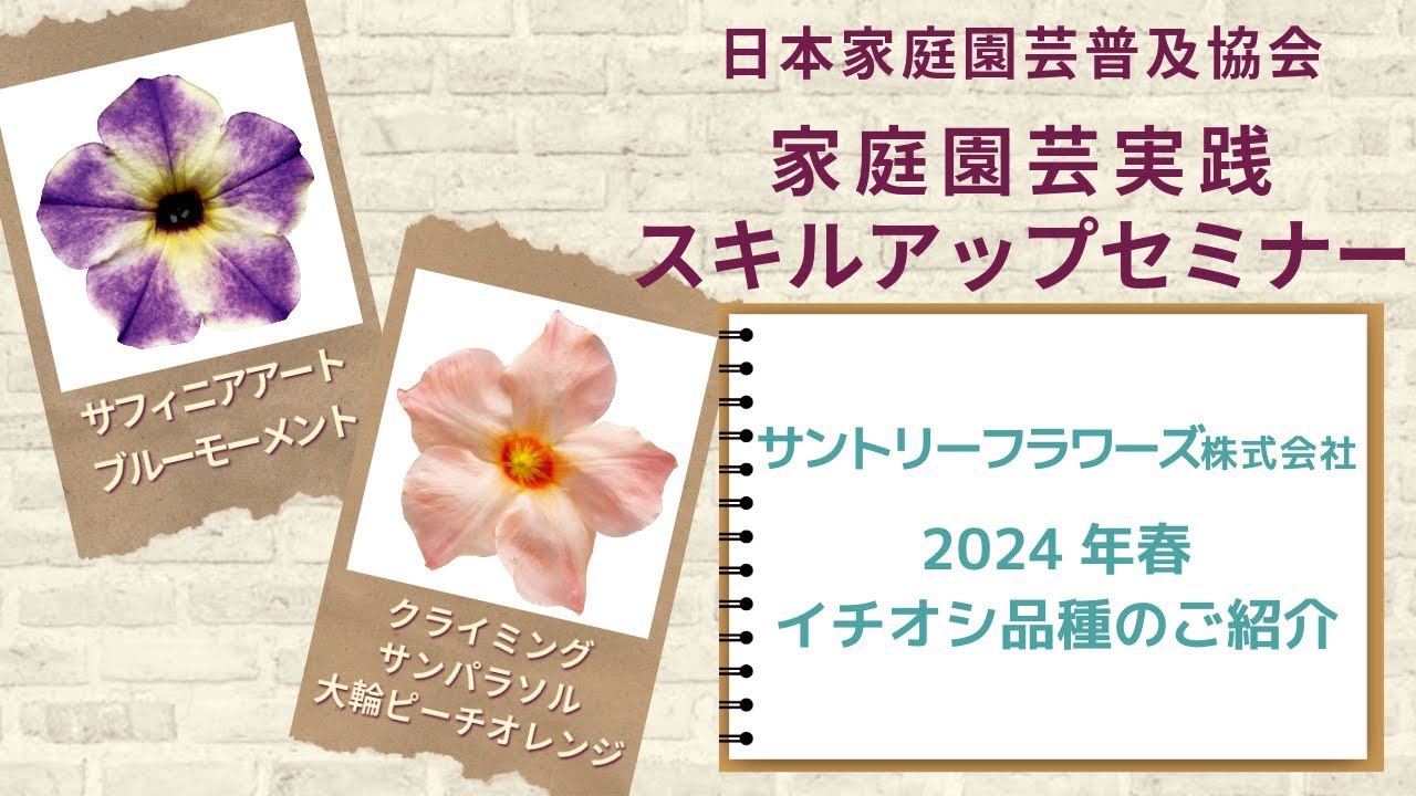 天然、菜の花の強化苗３０株セット＋プティ粗品＋全国匿名送料無料、同梱可能です☘ 協会YouTubeチャンネル 大手種苗会社 2024年春イチオシ品種の紹介 公開