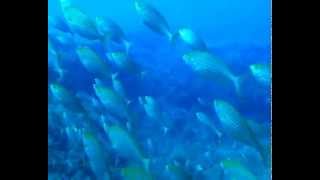 Secche Di Tor Paterno 5Agosto Blue Marlin Porto Di Roma