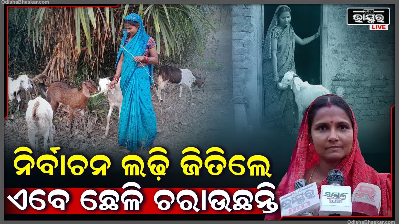 ନିର୍ବାଚନ ଜିତିବା ପରେ ଏବେ ଛେଳି ଚରାଉଛନ୍ତି, କ୍ଷମତାରେ ଥାଇ ବି ପାଖରେ ନାହିଁଘର , ଗରିବିରେ କଟୁଛି ଦିନ ପରେ ଦିନ  I