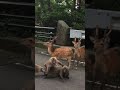 Japanese Monkeys Watch Deer Fight!
