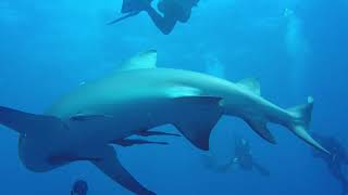 Shark Dive! by Tmy8ster 69 views 5 years ago 3 minutes, 22 seconds