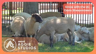 Graze with the UC Davis Sheepmowers!
In this video, we cover the UC Davis Sheepmowers program as it enters its fourth grazing season! 🐏 Learn how these sheep are tackling different issues and helping keep the campus green! 🌿
Catch the sheep grazing on campus on November 1st, 2024! 🌱
Don’t forget to like, comment, and subscribe for more campus updates! 🙌🏽
Stay tuned for All Things Aggie! 🎥✨
* * * *
The talented team that worked on this video! 👇✨
Production Director: Melissa Vinding
Assistant Production Director: Natalie DiMeglio
Executive Producer: Florie Mankarious
Editor: Isabel Wade
Videographers: Cesar Guzman, Stella Barretto
* * * *
Connect with Aggie Studios!
Facebook: Aggiestudios
YouTube: @asucd
Instagram: @aggiestudios
Website: https://aggiestudios.ucdavis.edu Graze with the UC Davis Sheepmowers!