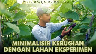 Pria Muda Tinggalkan Pelayaran & Bertani Sayur di Desa! Sukses Dgn Lahan Eksperimen