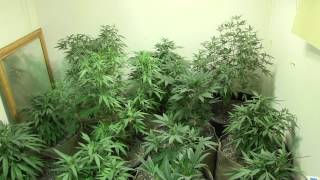 Veg Room Plants for New Room