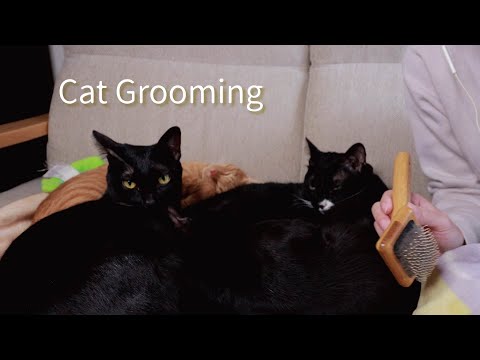 【Cat ASMR】四甜點梳梳毛｜Cat Grooming