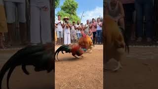 Os Galos Capoeiristas