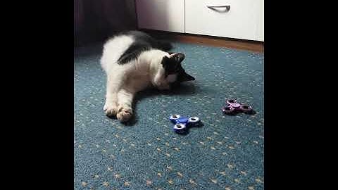 Cat plays with a fidget spinner