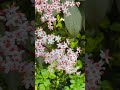 Beautiful Black Lace Elderberry