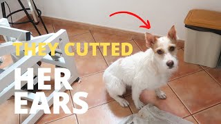 RECENTLY RESCUED, THIS DOG WAS VERY TRAUMATIZED | RURAL DOG GROOMING by Rural Dog Grooming 849 views 11 months ago 12 minutes, 9 seconds