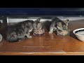 2025d1livE Kit One And Kit Two Eating 2025d1livE Kit One And Kit Two Eating