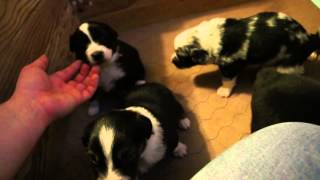 HawkXLark Puppies week 3 by Keechak 275 views 9 years ago 5 minutes, 22 seconds