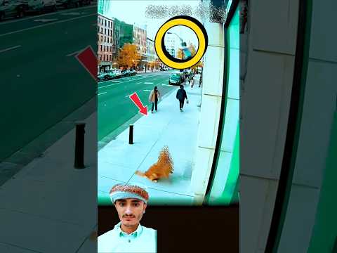 هناك دائما نجاه مخبأه لاتعلم كيف سيدبرها الله لك فالله سخر ذلك الكلب الوفي سبب في أنقاذه حالات واتس