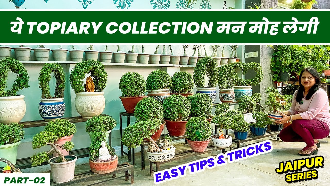 आसानी से बनाये Jade Topiary 😍 😍 Beautiful Collection of Jade Topiaries 😯 😯