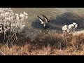 Ястреб тетеревятник на водопое